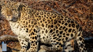 Дальневосточный леопард попал в кадр при свете дня