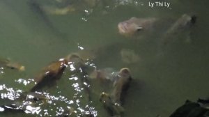 Making Cakes From Rice, Go To The Market With Dad To Sell - Daily Life | Ly Thi Ly