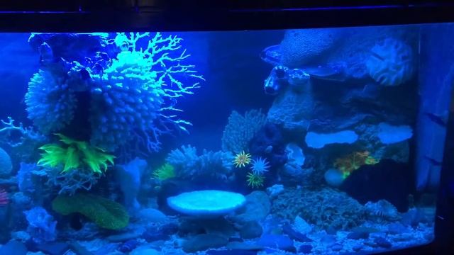 Солоноводный аквариум смотреть онлайн