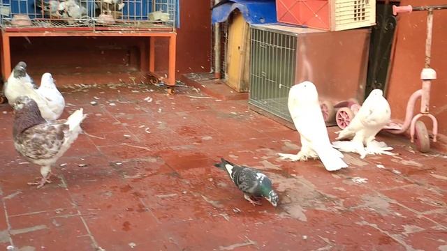 توليعة أرضية في الوزن الثقيل???? смотреть онлайн