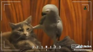 Попугай угрожает коту