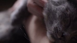 Топ 5 приятных звуков | Лучшие успокаивающие звуки