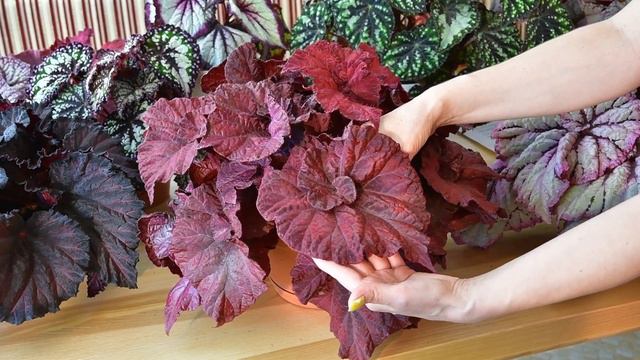 My favorite begonia DS-Love is... смотреть онлайн