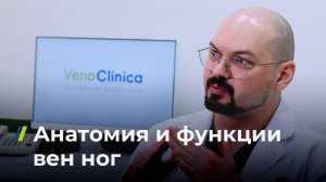 Анатомия и функции вен ног
