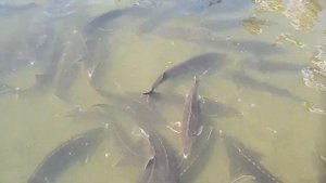 Здесь выращивают стерлядь