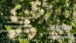 Клематис "Летний снег" (Clematis Summer Snow)| Рецепты хорошего настроения