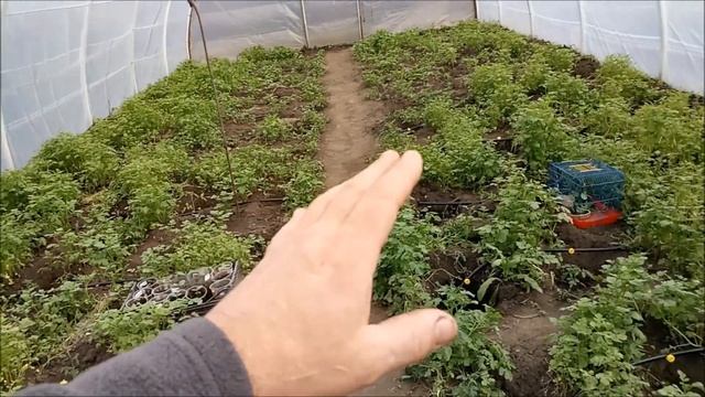 Урожай редиса в неотапливаемой теплице уже в АПРЕЛЕ. смотреть онлайн