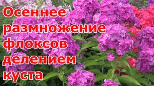 Пересадка флоксов осенью на другое место, размножение многолетних флоксов делением куста