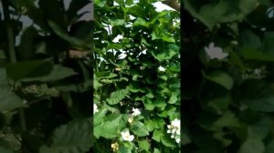 Ежевика Рубен - первая ремонтантная.