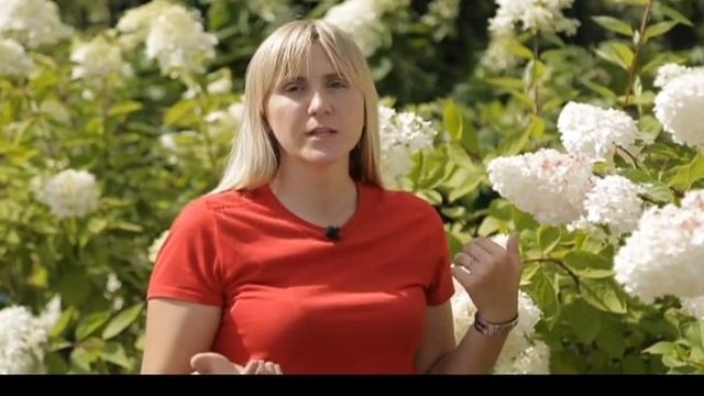 ГОРТЕНЗИЯ МЕТЕЛЬЧАТАЯ сорт Ванилла Фрейз Vanille Fraise