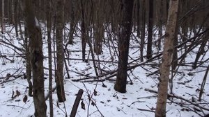 Охота с горнчей на зайца. РПГ Добыч. Подъем на глаз. Беляк катит прямо в ноги!!!