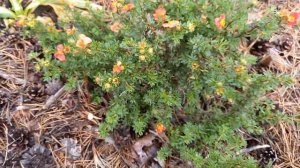 Лапчатка красная Дэни Бой