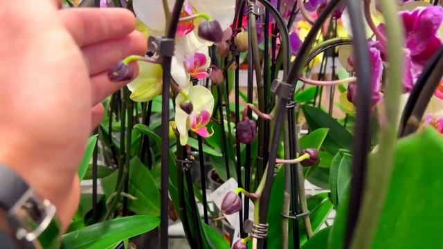 Сколько-сколько? ? Обзор ОРХИДЕЙ в строительном магазине Depo. смотреть онлайн