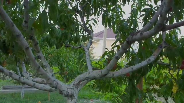 Крымские персики)))) 31.07.2019 смотреть онлайн