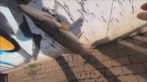 Раздал всю пойманную рыбу !Рыбалка в городе!