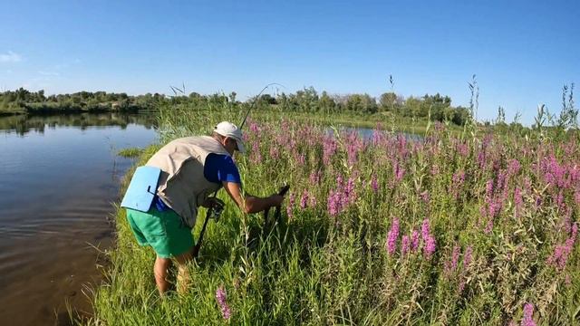 VN 10 08 2024 За щукой на Денежном