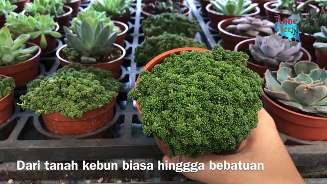 Mirip ice cream ? Sedum hispanicum sukulen semak rimbun yang unik 다육이들 смотреть онлайн