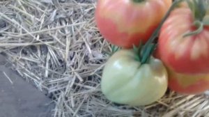 Какие томаты брать на семена ?