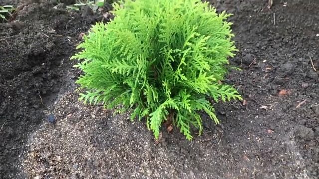 ПОСАДКА ТУИ ДАНИКА смотреть онлайн