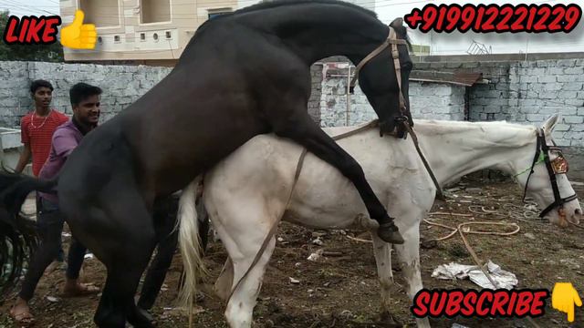 Horse breeding in hyderabad India  horse mating