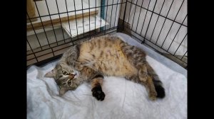 и снова Салли