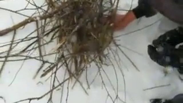 Разведение костра в суровую зимнюю погоду смотреть онлайн