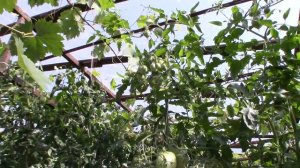 Томат сорта Фиолетовое сердце чероки - Королевский сад