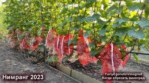 ? Когда обрезать виноград. Нужна ли закалка винограду. Как нарезать черенки для себя. Нимранг 2023.