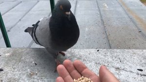 Из серии "Как приручить голубя сизаря" / How to tame a pigeon