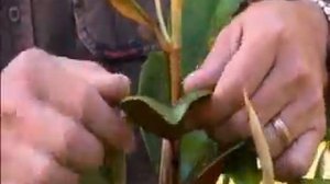 The Garden Gurus - Terrific Teddy Bear Plant