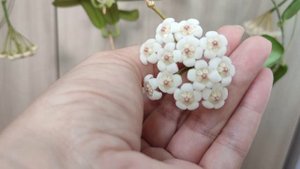 Первое цветение | ХОЙЯ ROTUNDIFLORA | 4 цветоноса!