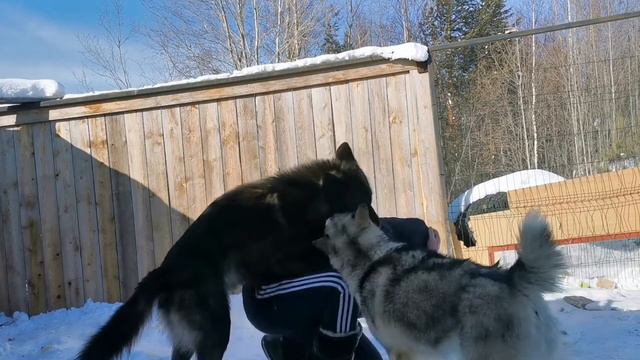 Время с канадским волком Зевсом ❤️🐺 смотреть онлайн