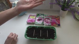 Дом видео Сею петуньи для кашпо 30 января 2024 года