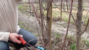 Обрезка яблони "Медок" (удаление ствола)...