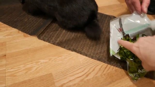 Кролик отказывается есть ваш этот салат смотреть онлайн