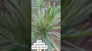 Прививка кедра на сосну.