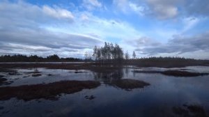 ОХОТА НА ГУСЯ ВЕСНА 2023г.Отлично поохотились с Батей на болоте.