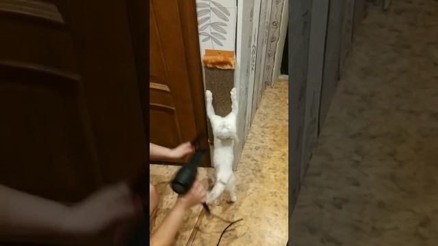 Кот Любитель сушки феном смотреть онлайн