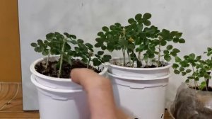 Как быстро утолщать ствол бонсай из акации