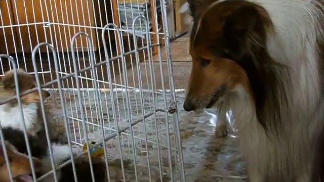 Щенки и Лайт смотреть онлайн