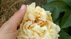 Пион Southrepps.