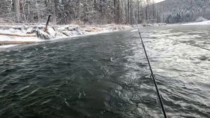 Горная рыбалка на хариуса. Ловля хариуса и ленка на мушку. Ловля хариус в ноябре на спиннинг.