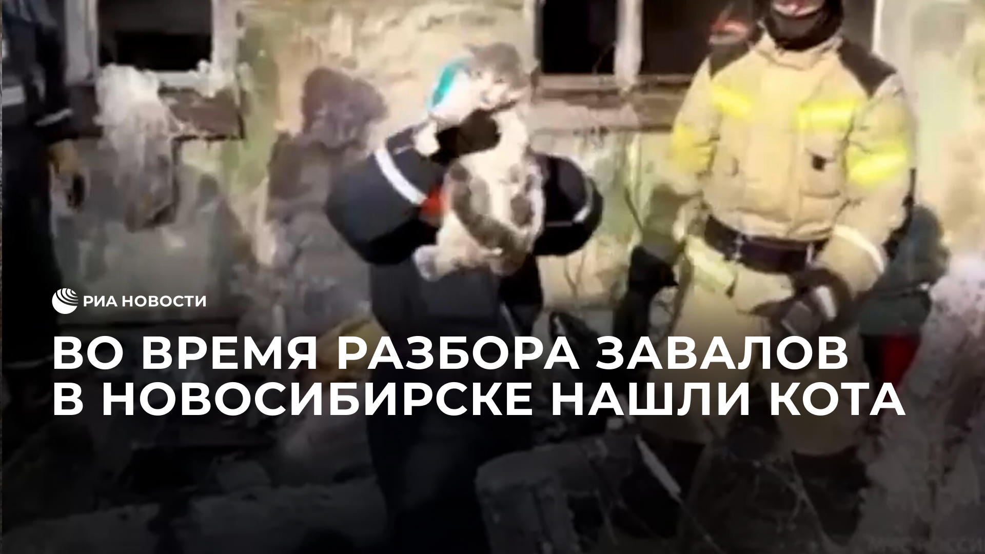 Во время разбора завалов в Новосибирске нашли кота