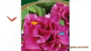 Петуния махровая Дабл каскад пинк ? обзор: как сажать, семена петунии Дабл каскад пинк