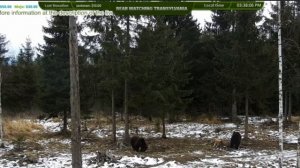 Медведи живут в дикой природе #Медведи#ДикаяПрирода#Румыния