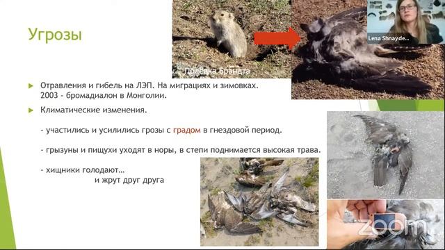 Елена Шнайдер "Сокол балобан: популяционная биология и охрана" смотреть онлайн