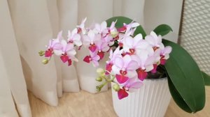 ОРХИДЕЯ фаленопсис Льюис Берри Phalaenopsis Liu's Berry цветение орхидеи orchid orchids