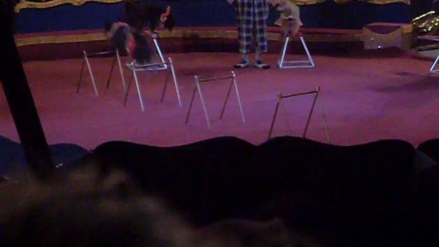 Собачки на арене смотреть онлайн