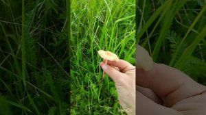 Луговые кормовые травы 1.