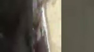 отстрел собак по Жезказгану.